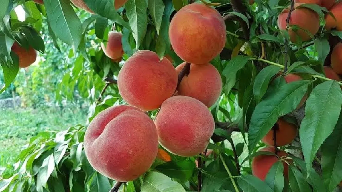 Armenian peach farmers block highway over low purchase prices