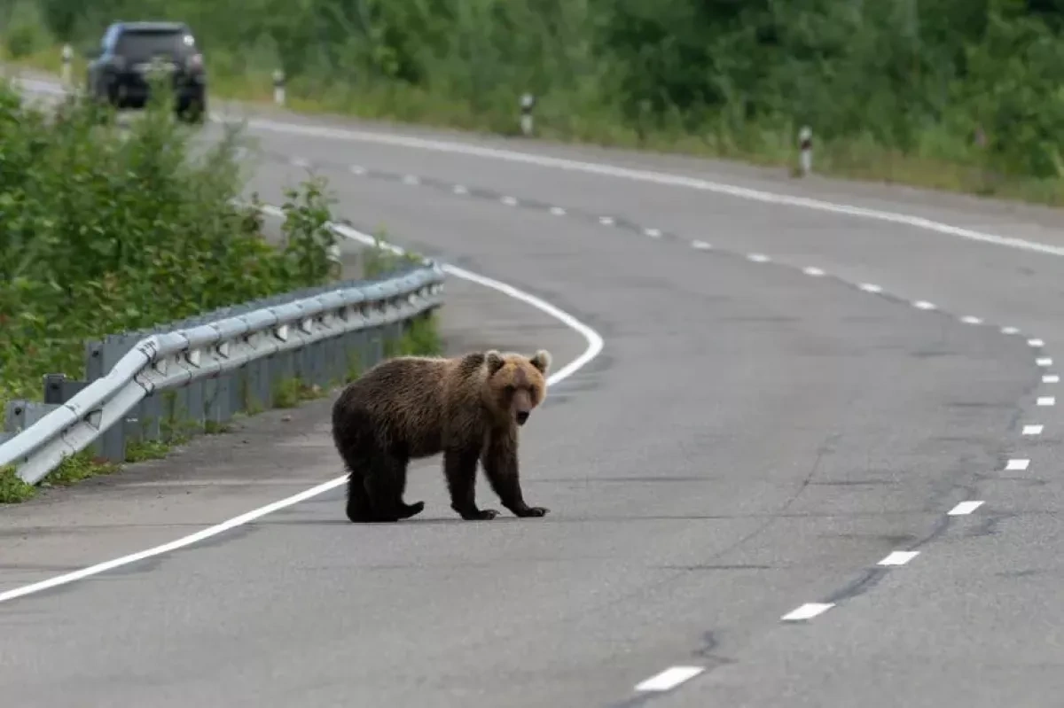 Hungry bears roam Russian villages as forest food runs short