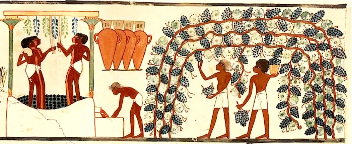 Ancient DNA reveals how humans shaped wine for millennia