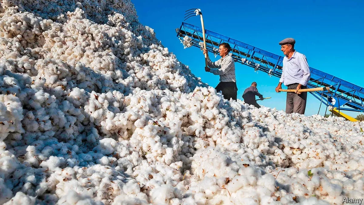 How Azerbaijan is turning cotton into high-value products White gold revolution