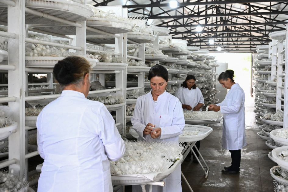 Infrastructure created for sericulture development inspected in Dashbulag village of Khojaly (PHOTO)