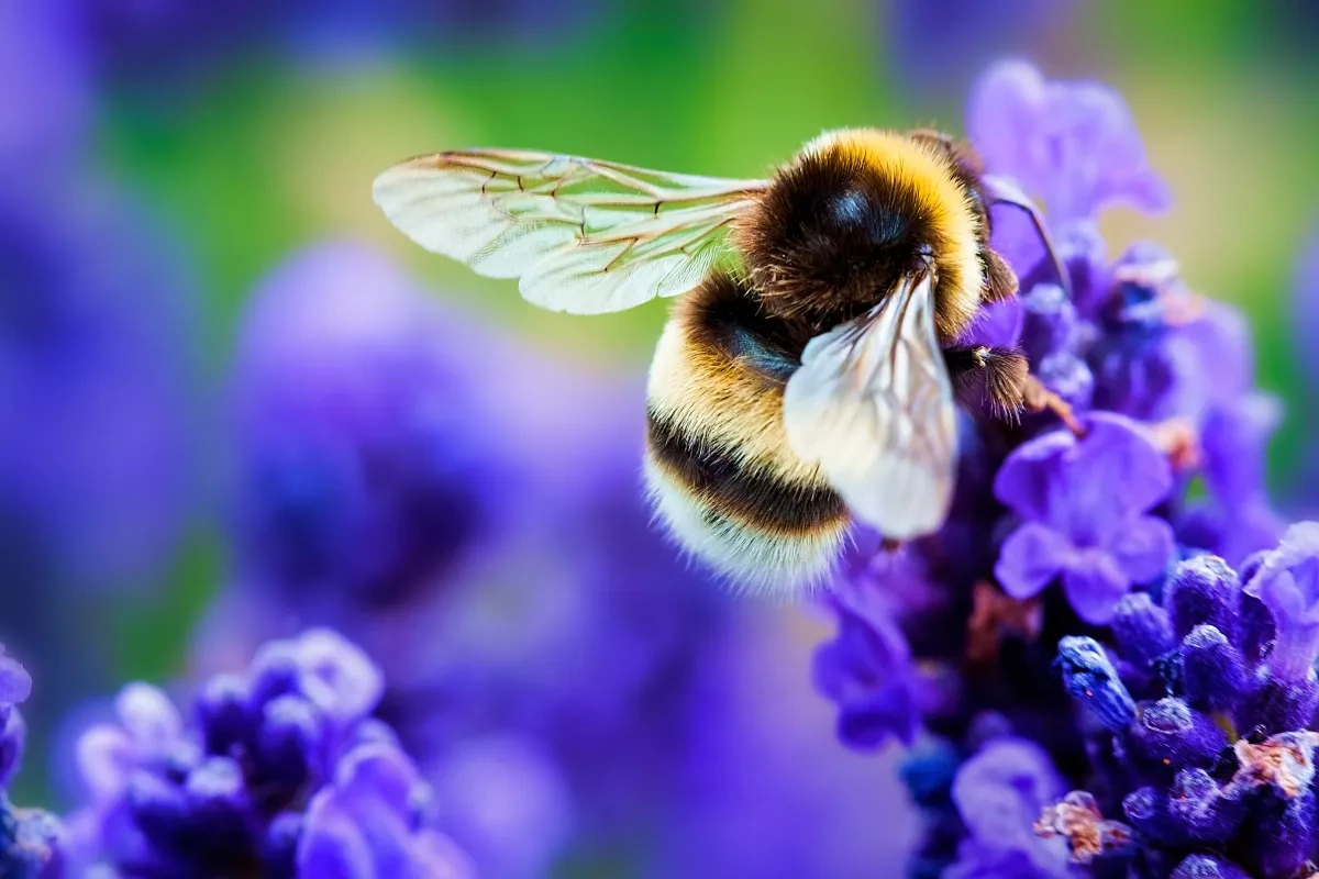 Scientists map how industrial activity is distorting nature’s scent