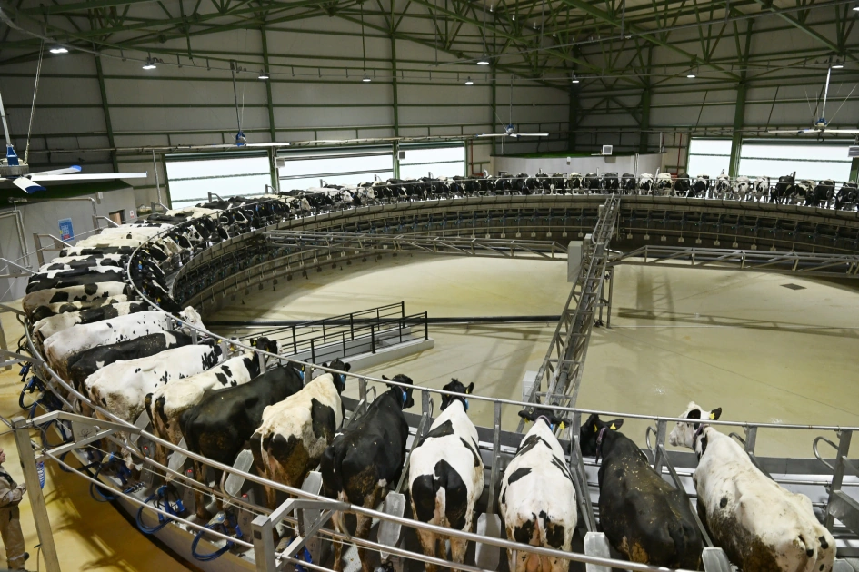 President Ilham Aliyev attends opening of Shirvan Agro livestock complex in Shamakhi (PHOTO)