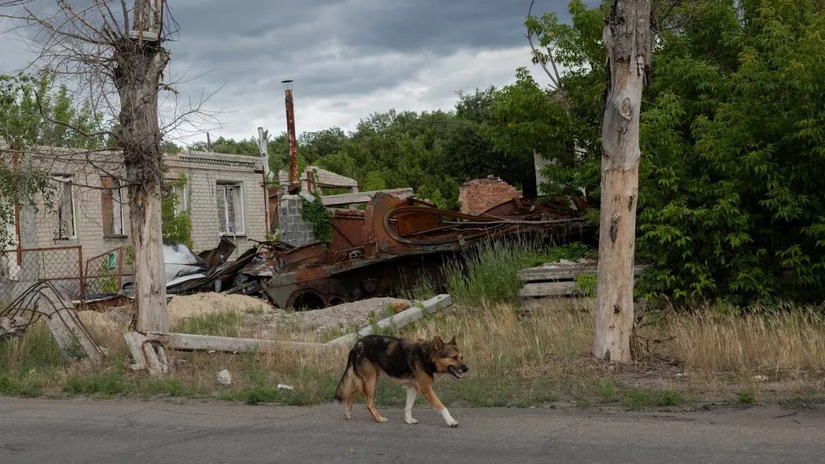 NYT: War spurs "reverse evolution" in Ukraine’s abandoned dogs