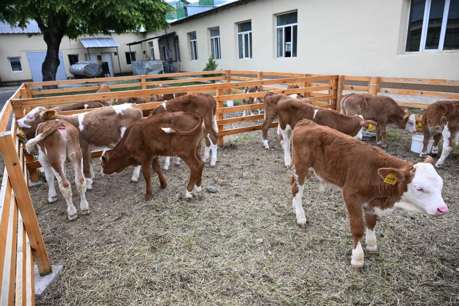 Participants of Coordination Headquarters meeting visit “Goch Et” Livestock Complex in Khojaly (PHOTO)