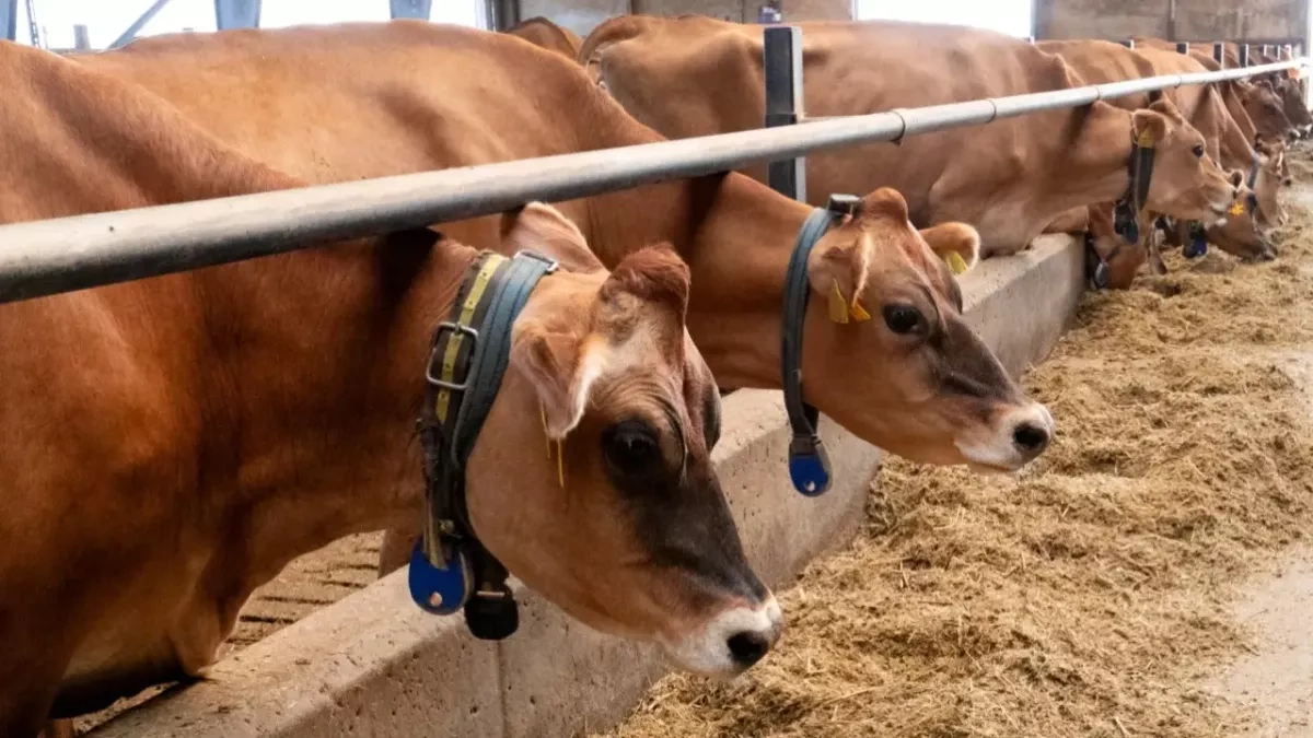 Kazakhstan extends beef export restrictions for six months