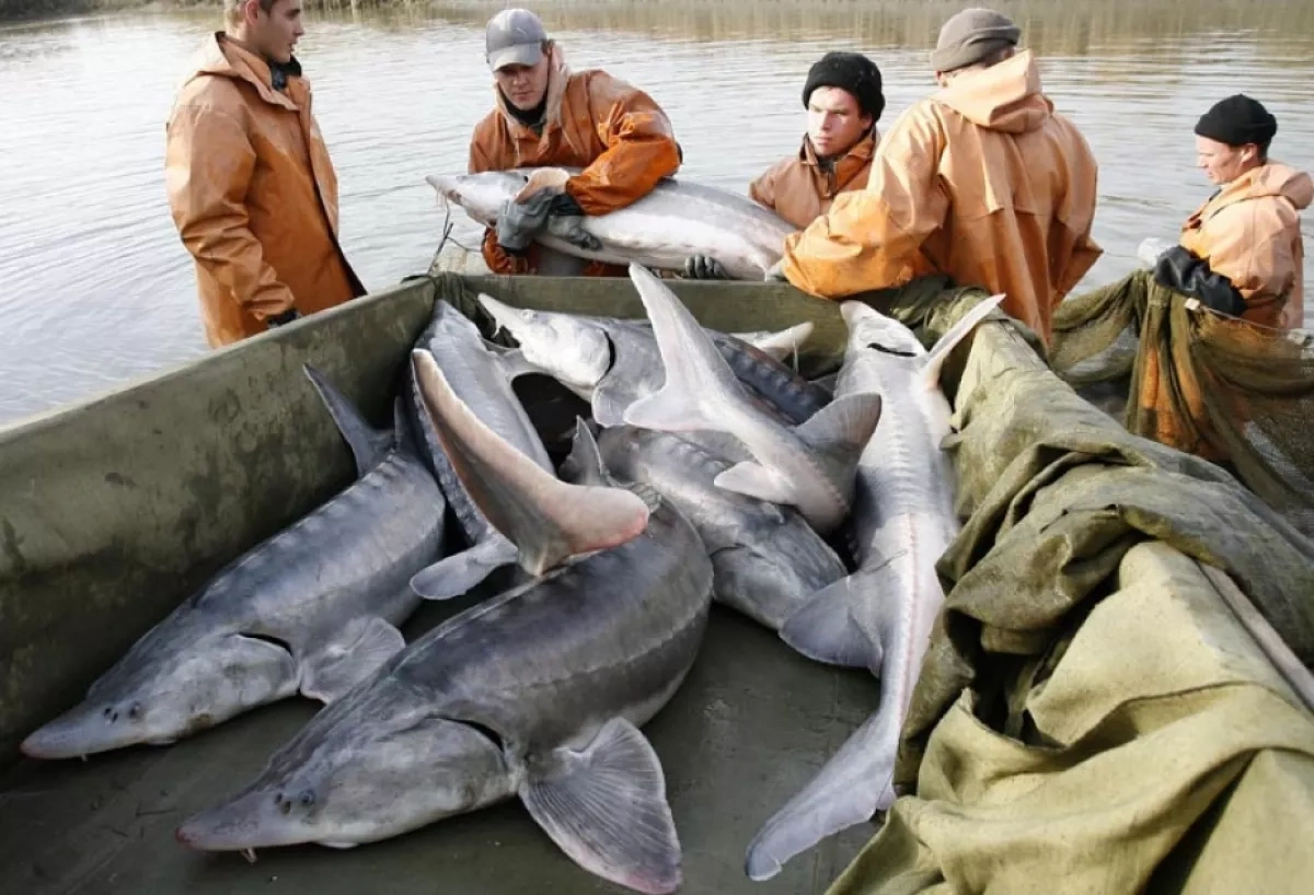 From digitalisation to aquaculture: Azerbaijan launches sweeping agricultural reforms Review by Khazar Akhundov