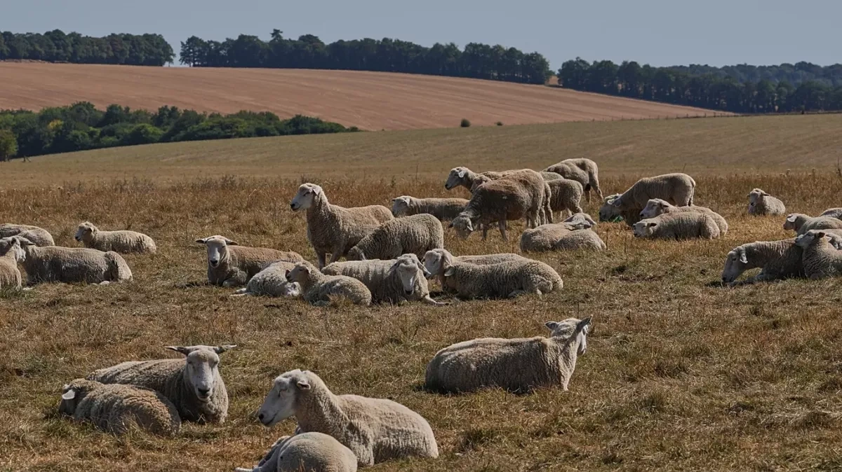 Medieval manuscripts reveal 3,700-year history of deadly sheep pox virus