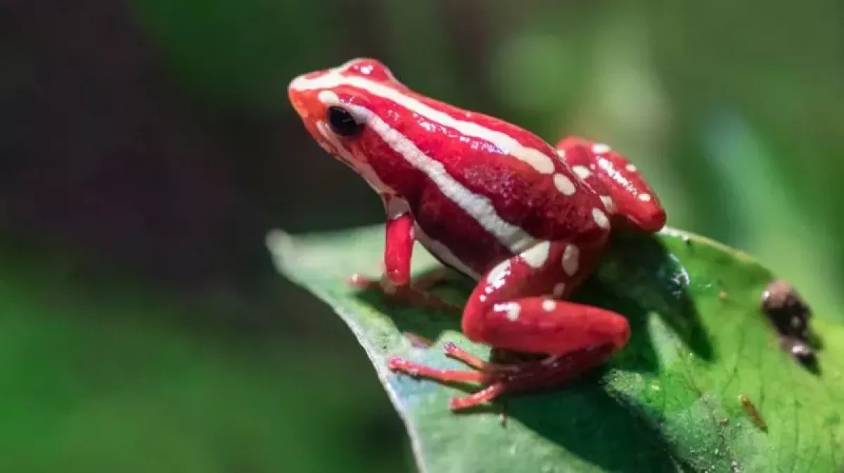 Rare dart frog toxin linked to Russian opposition leader Navalny’s death