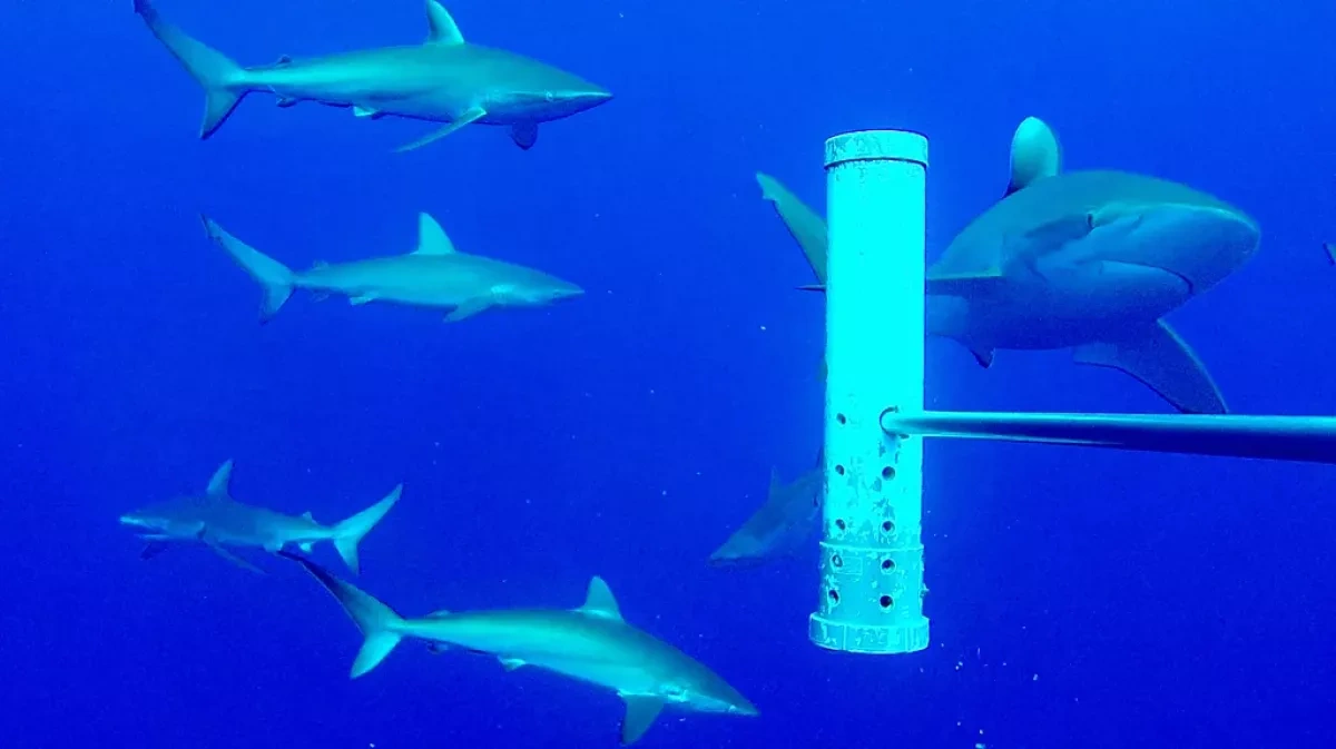 How undersea mountains shape life in deep