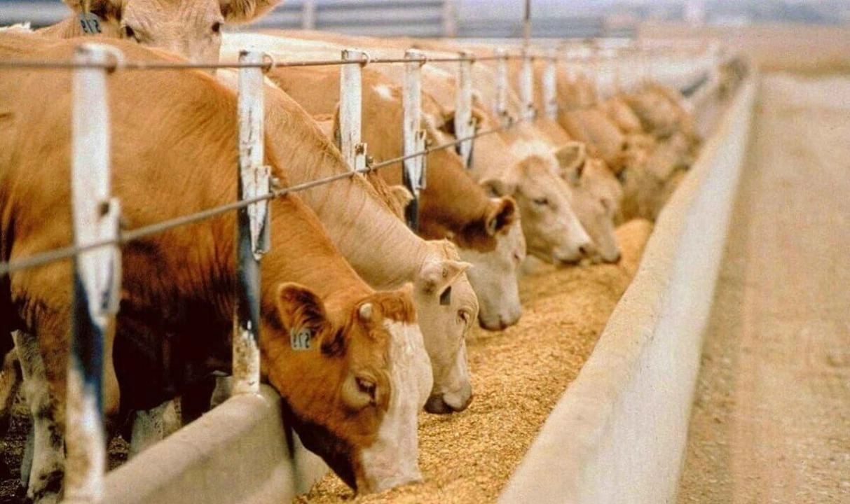 Kyrgyzstan adopts new law to develop breeding animal husbandry
