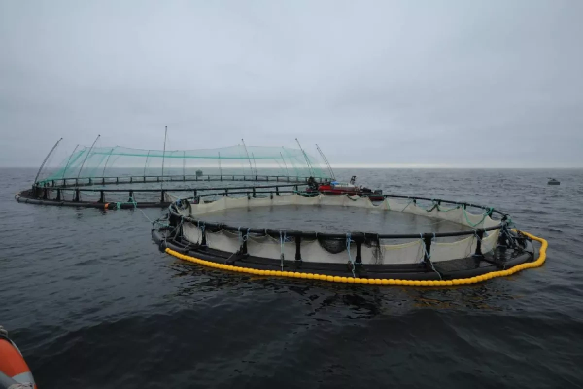 Kazakhstan launches first marine fish farm in Central Asia PHOTO