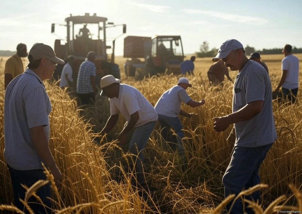 Azerbaijan raises cash payment ceiling for seasonal agricultural workers