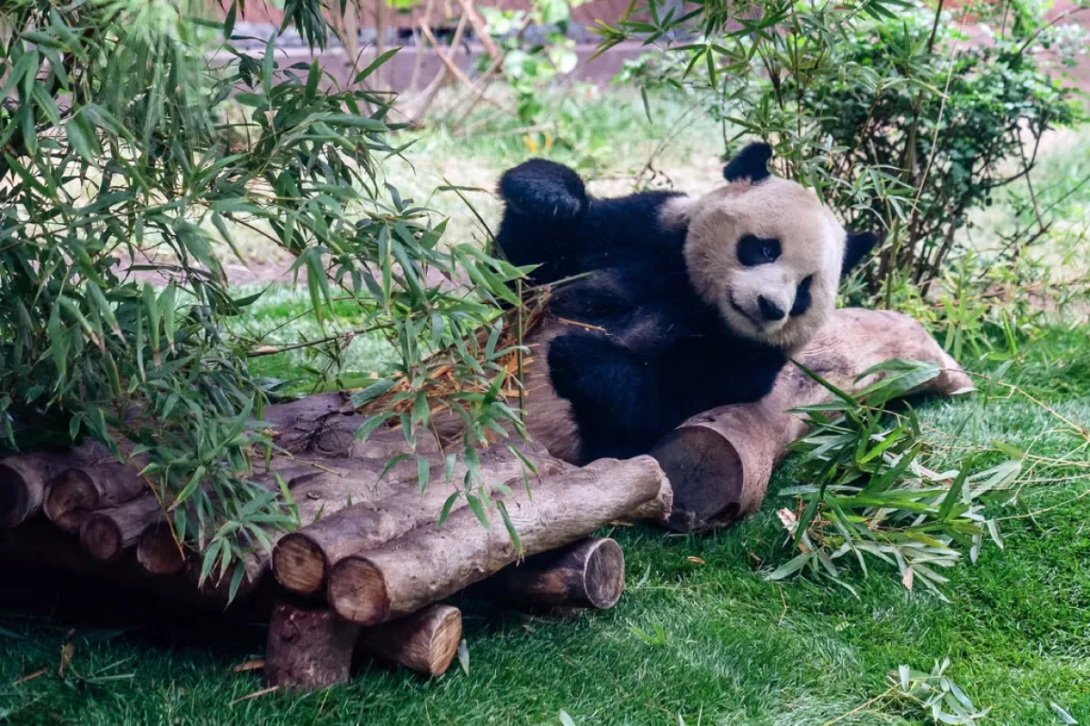 Xi’s "envoys of friendship": Pandas arrive in Atlanta after US-China summit