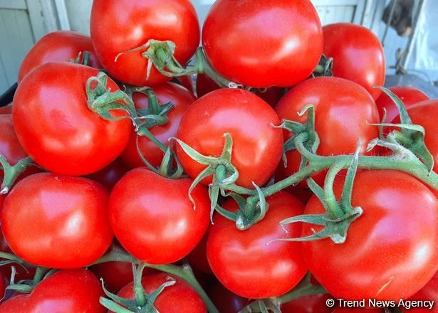 Kazakhstan greenhouse project produces 2,000 tons of tomatoes