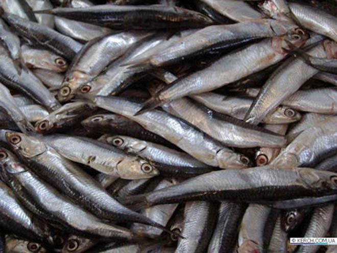 Kyrgyzstan introduces digital control system for fish products