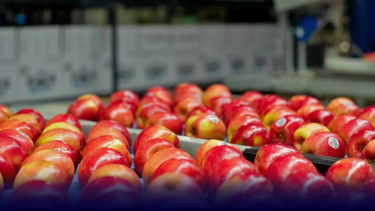 Azerbaijan boosts apple export revenue to $17 million