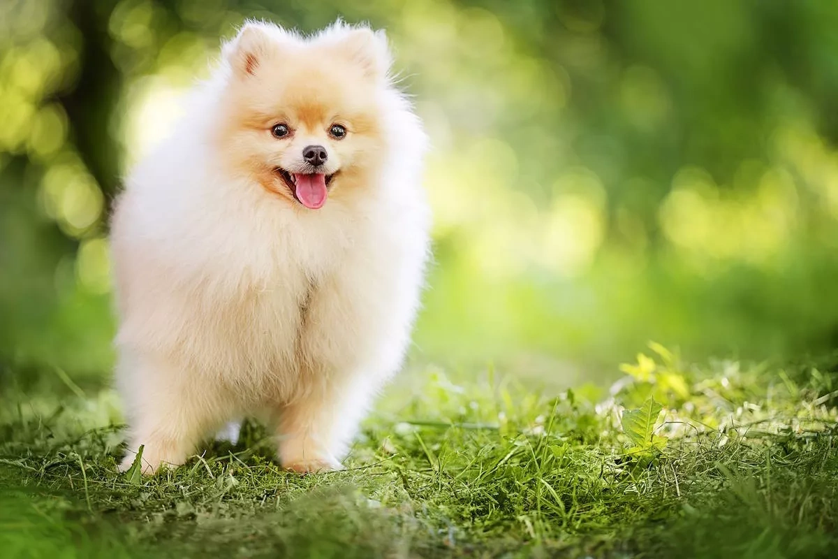 Pomeranian becomes Japan’s first police dog of its kind
