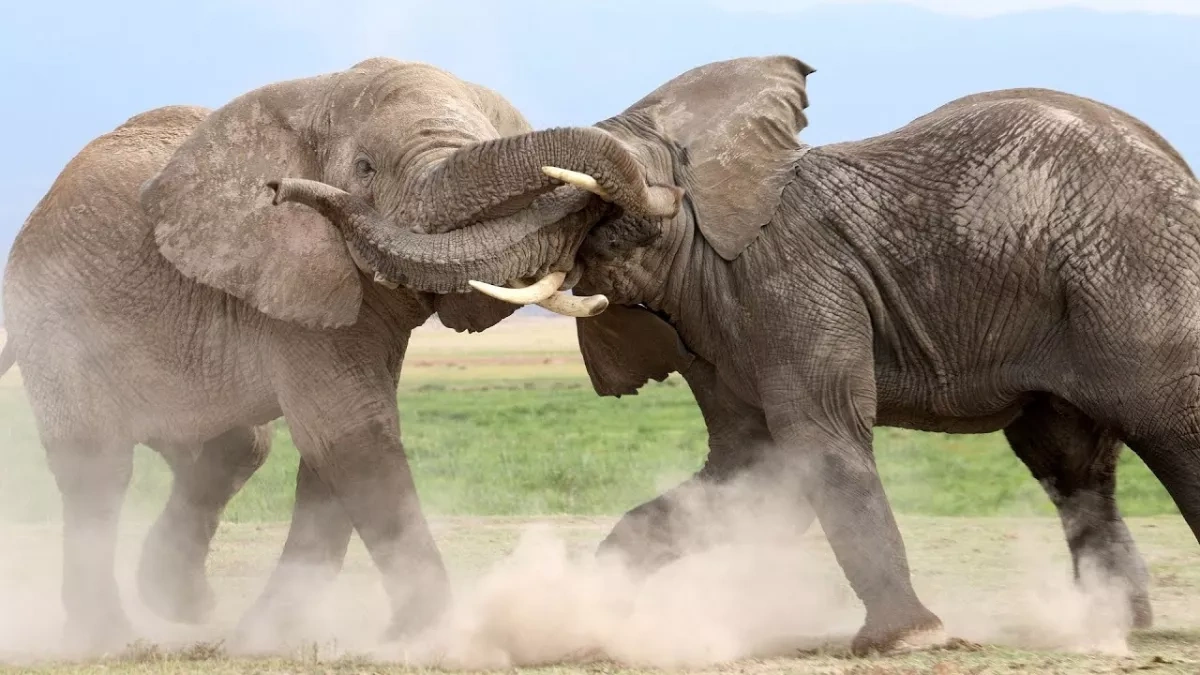Tourist killed in elephant fight at India’s Dubare safari camp VIDEO