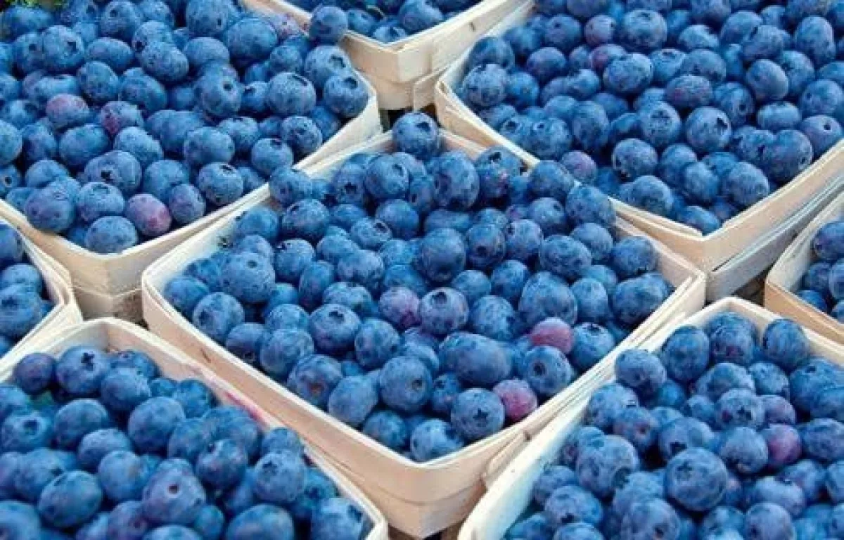 Russia remains main market for Georgian blueberries