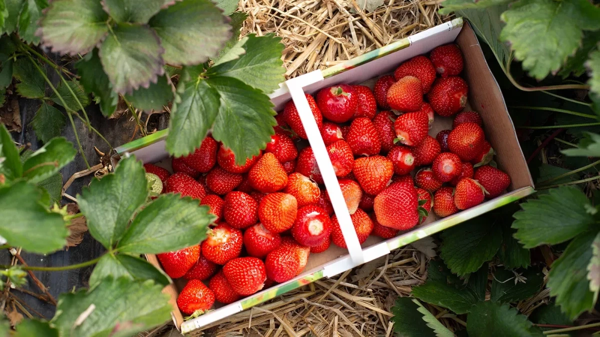 Georgia denies claims of re-exporting Armenian strawberries via its territory