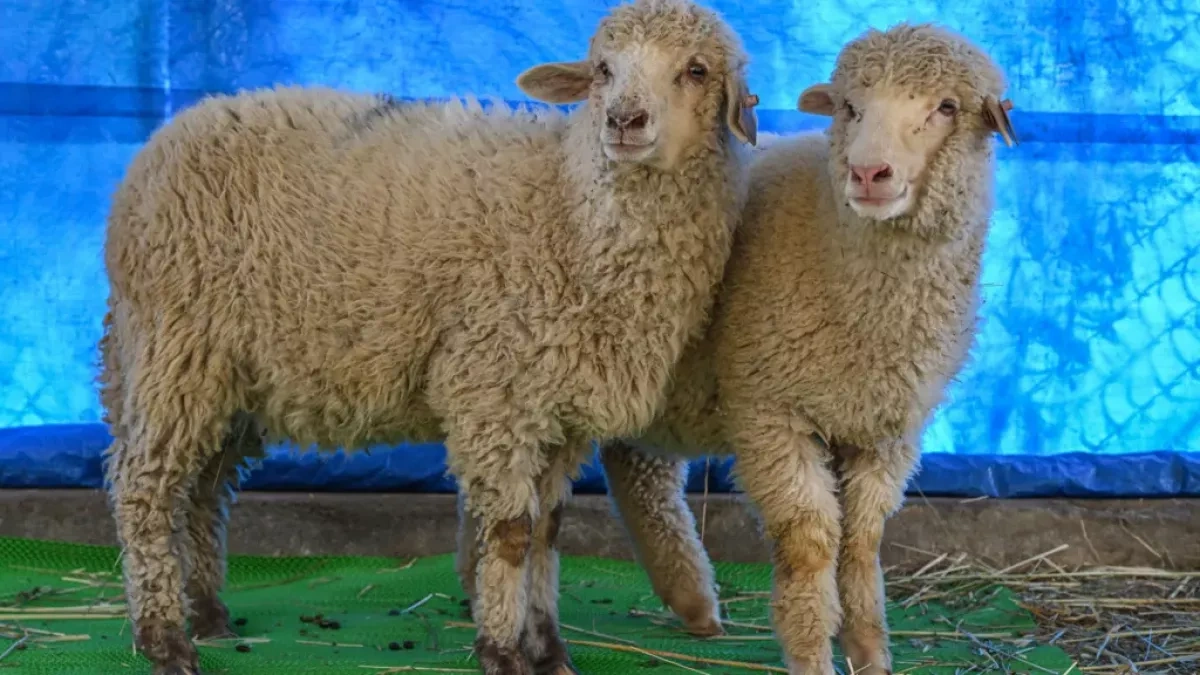 Scientists hope India's first gene-edited sheep holds key to solving mutton shortage