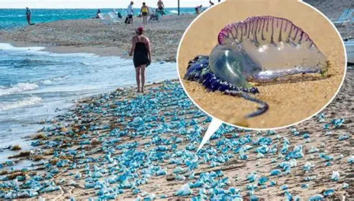 FT: Venomous jellyfish-like creatures flood European beaches