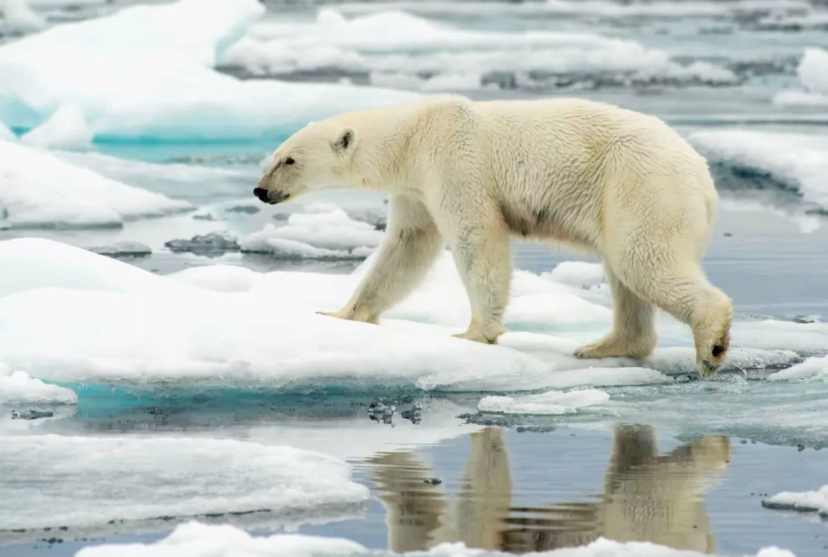Polar bears show signs of genetic adaptation to warming Arctic, study finds