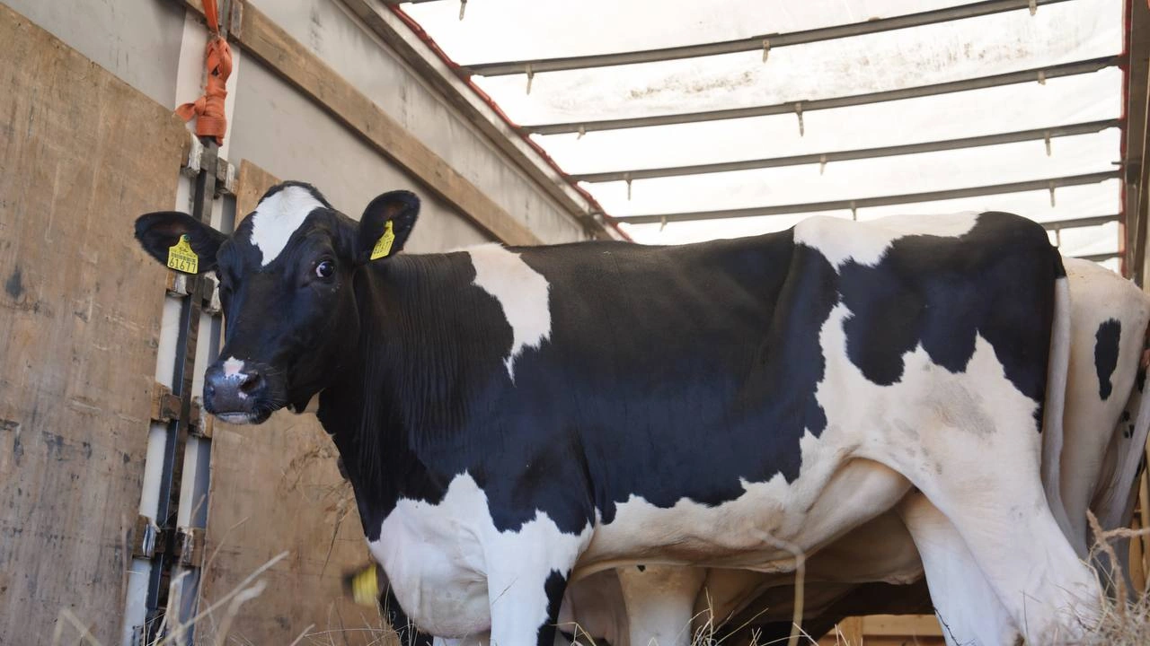 Kazakhstan receives new batch of high-yield cattle from Germany